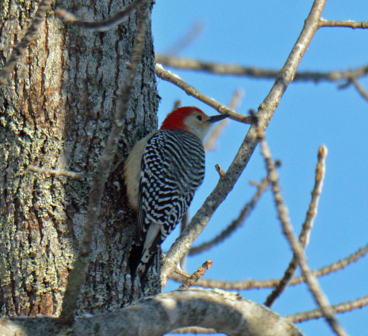 Red-bellied Woodpecker - ML646314865
