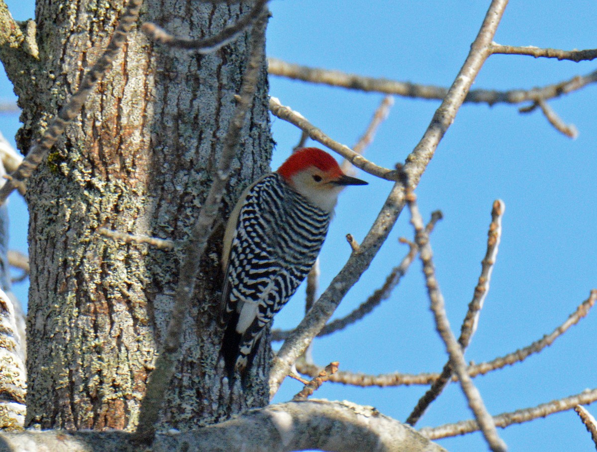Kızılca Karınlı Ağaçkakan - ML646314866