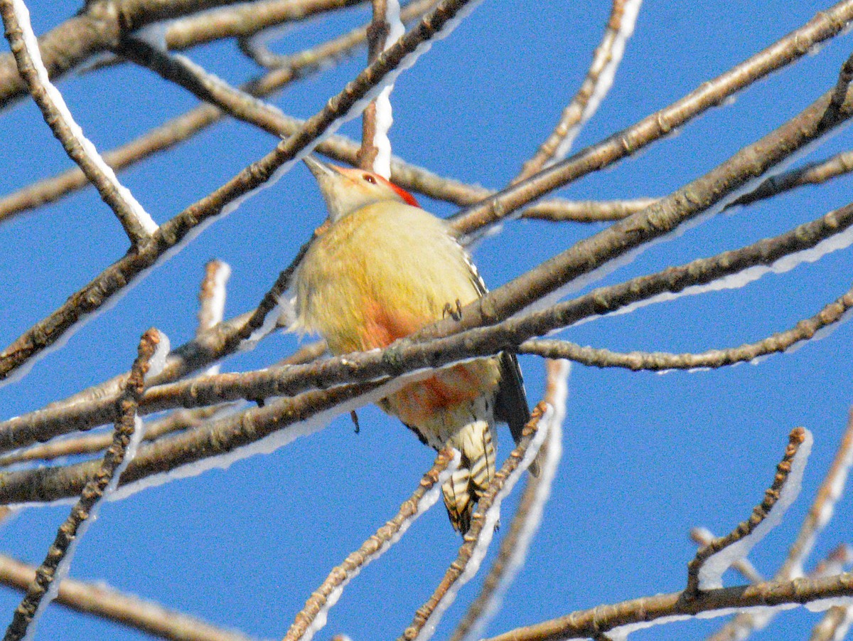 Kızılca Karınlı Ağaçkakan - ML646314868