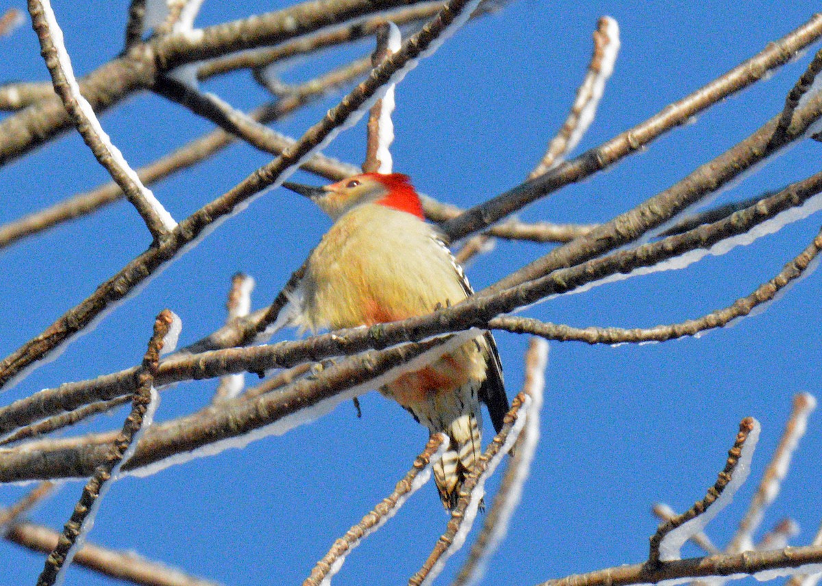 Kızılca Karınlı Ağaçkakan - ML646314869