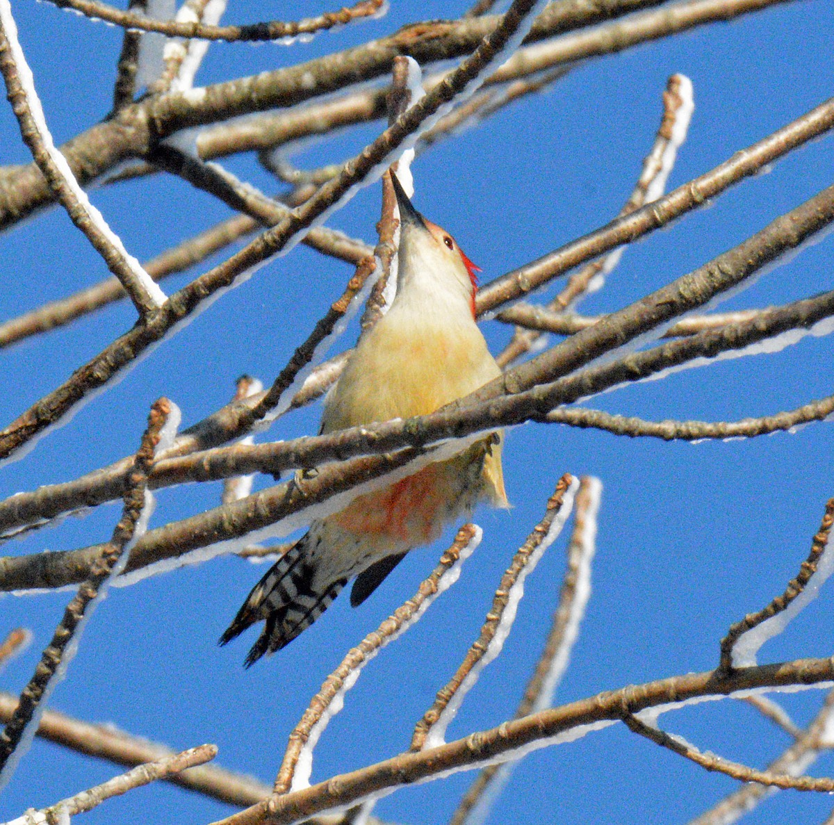 Kızılca Karınlı Ağaçkakan - ML646314870