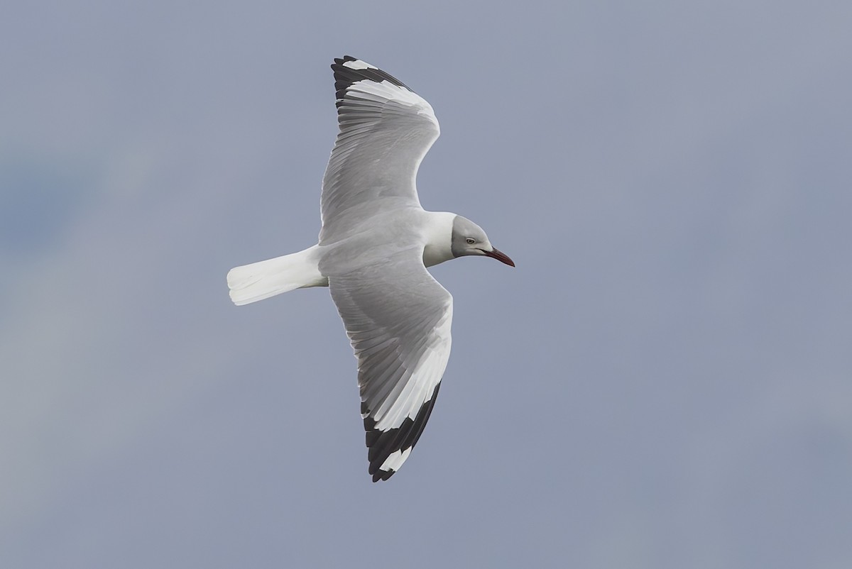 Gray-hooded Gull - ML646314873