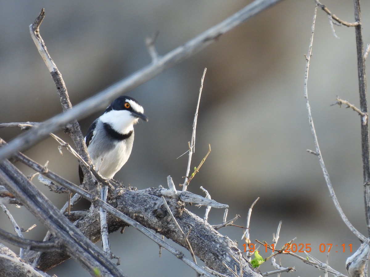 White-tailed Shrike - ML646314874