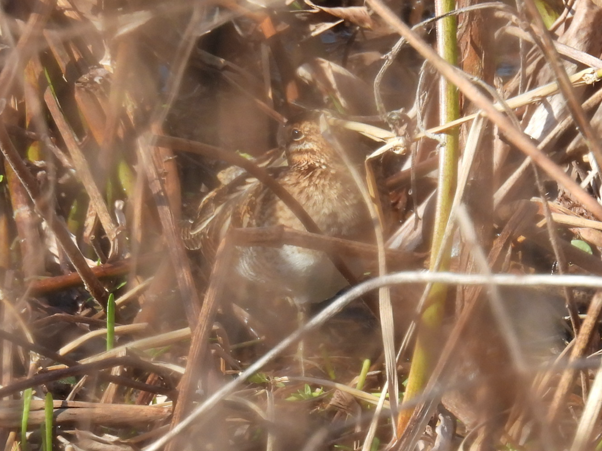 Wilson's Snipe - ML646314875