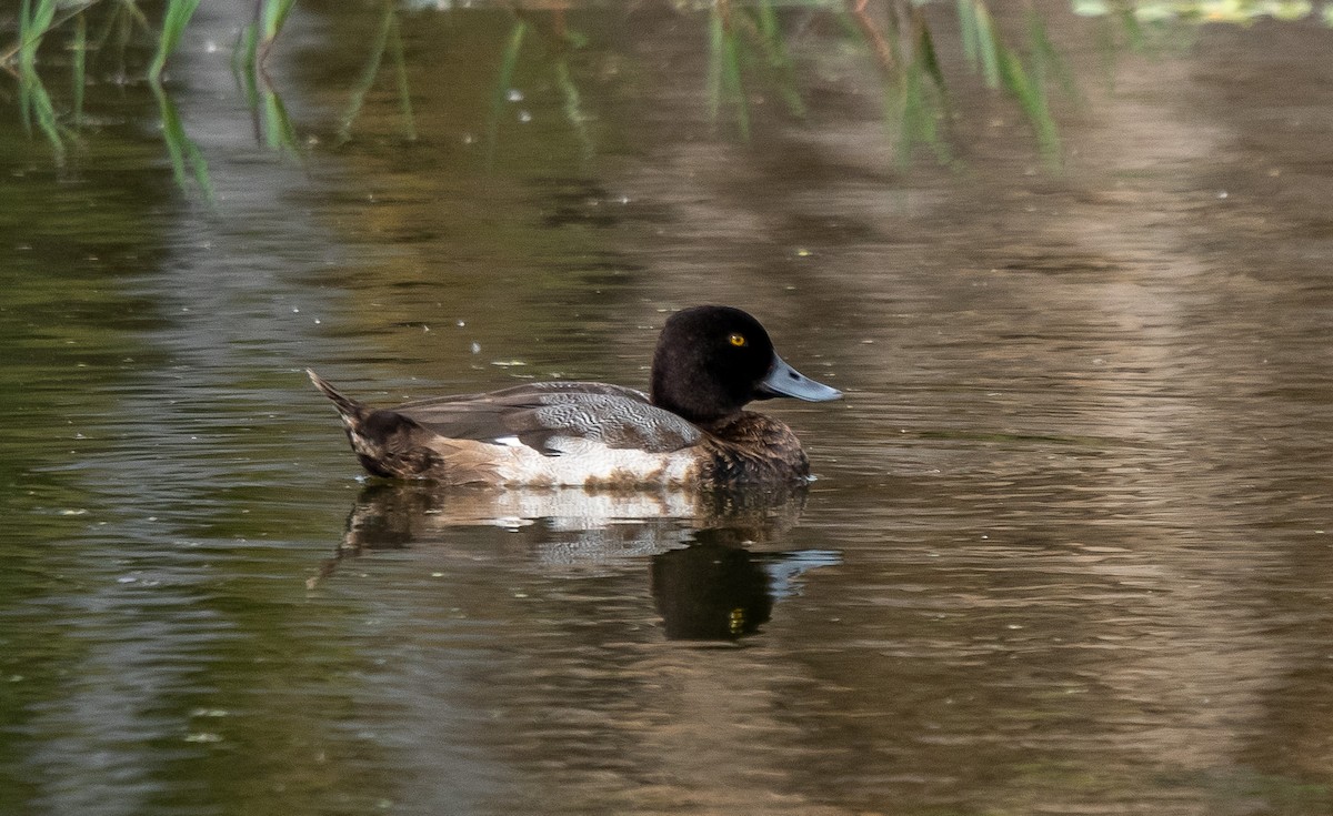 Lesser Scaup - ML646314876