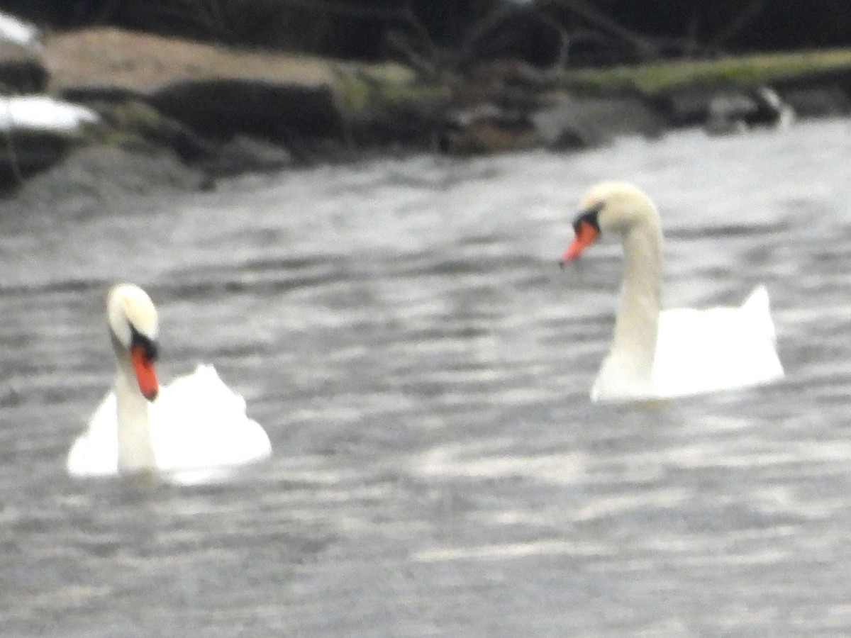 Лебідь-шипун - ML646314882