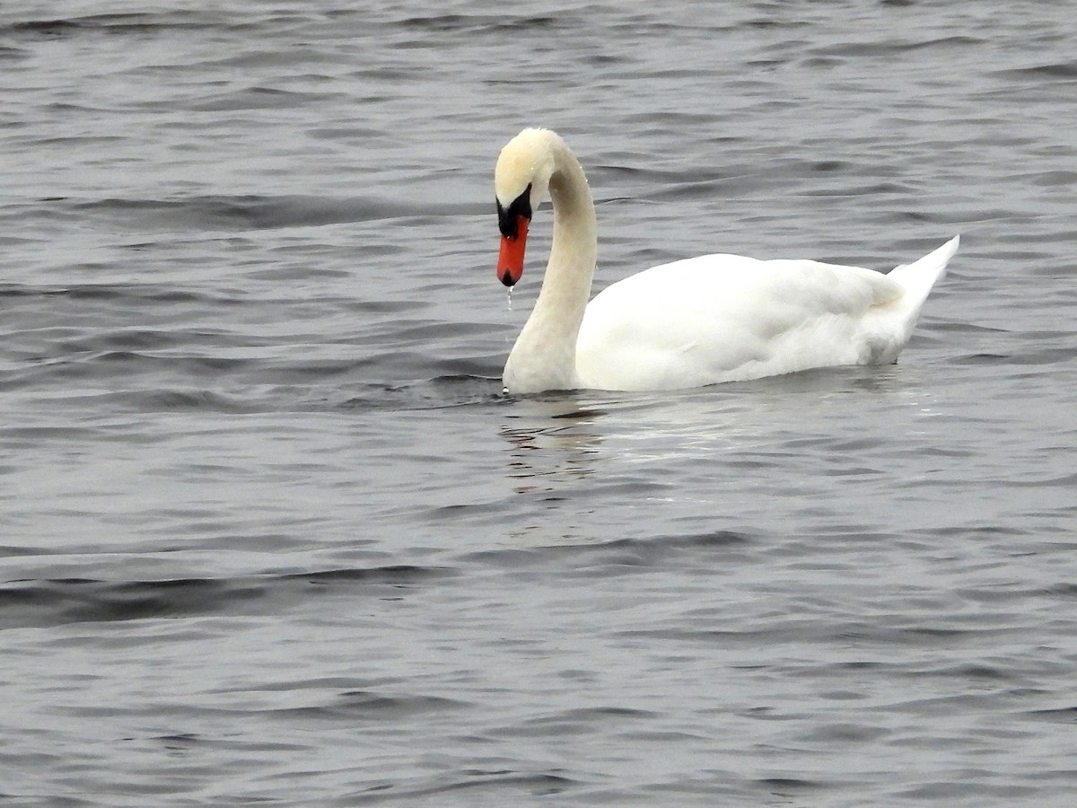 Лебідь-шипун - ML646314883