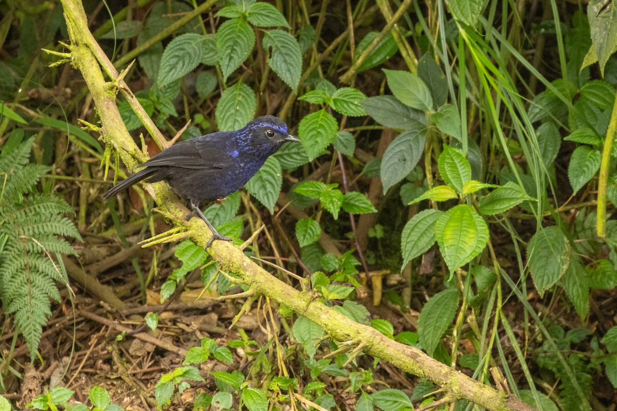 Shiny Whistling-Thrush - ML646314891