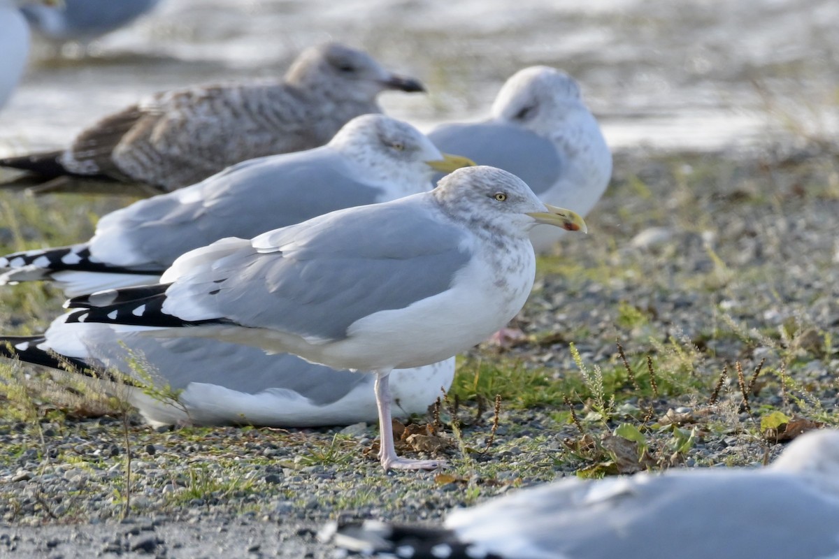American Herring Gull - ML646314892