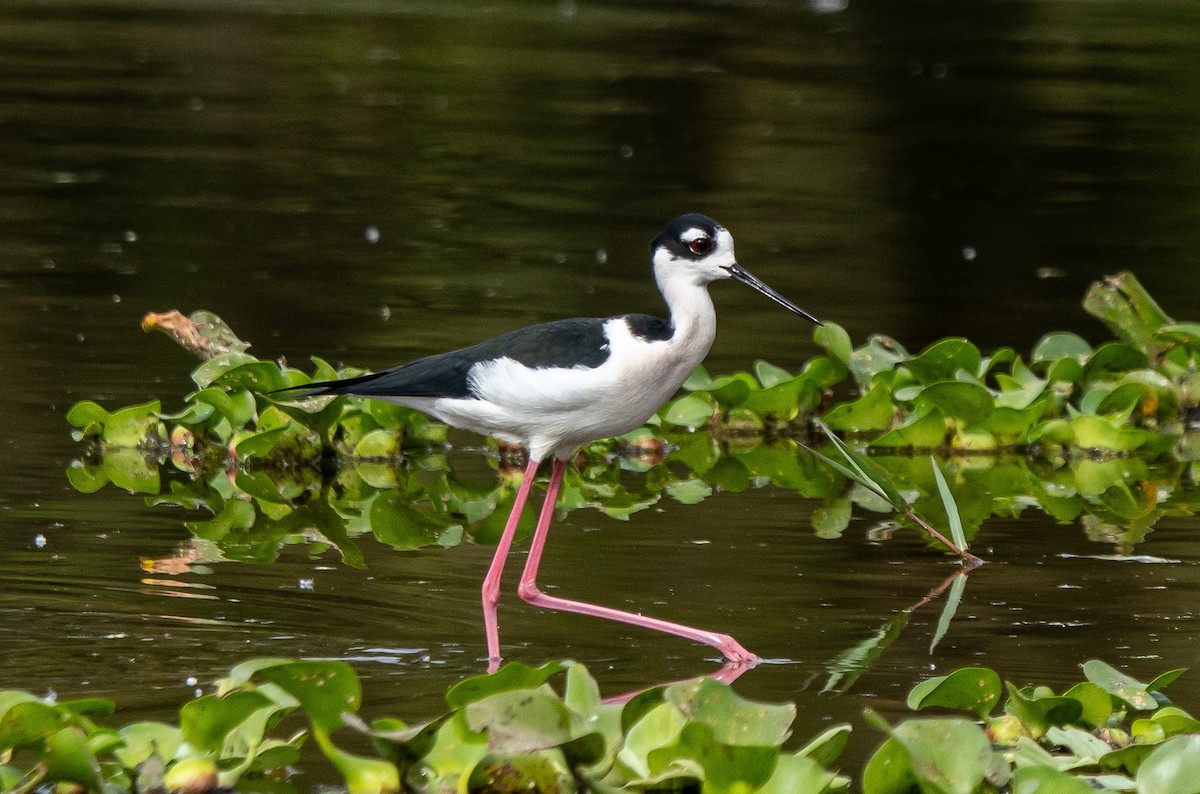 Black-necked Stilt - ML646314897