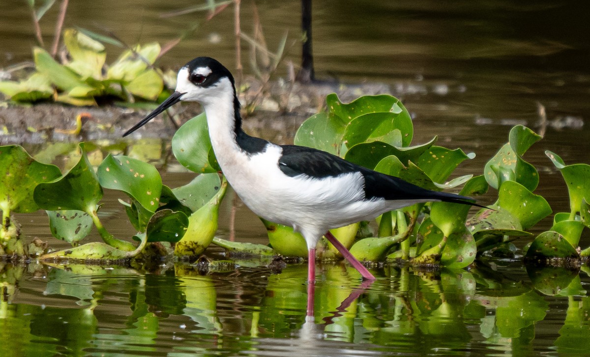 Black-necked Stilt - ML646314898