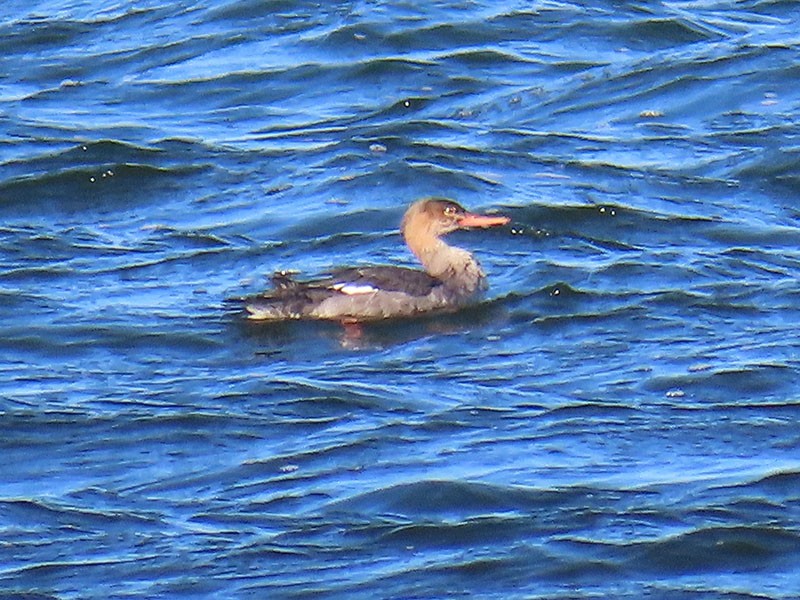 Red-breasted Merganser - ML646314904