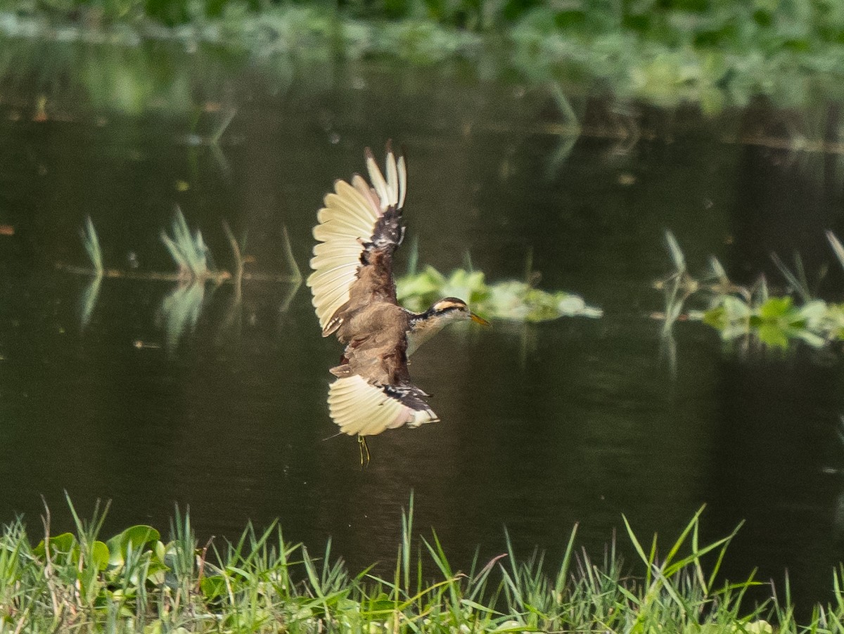 Northern Jacana - ML646314906