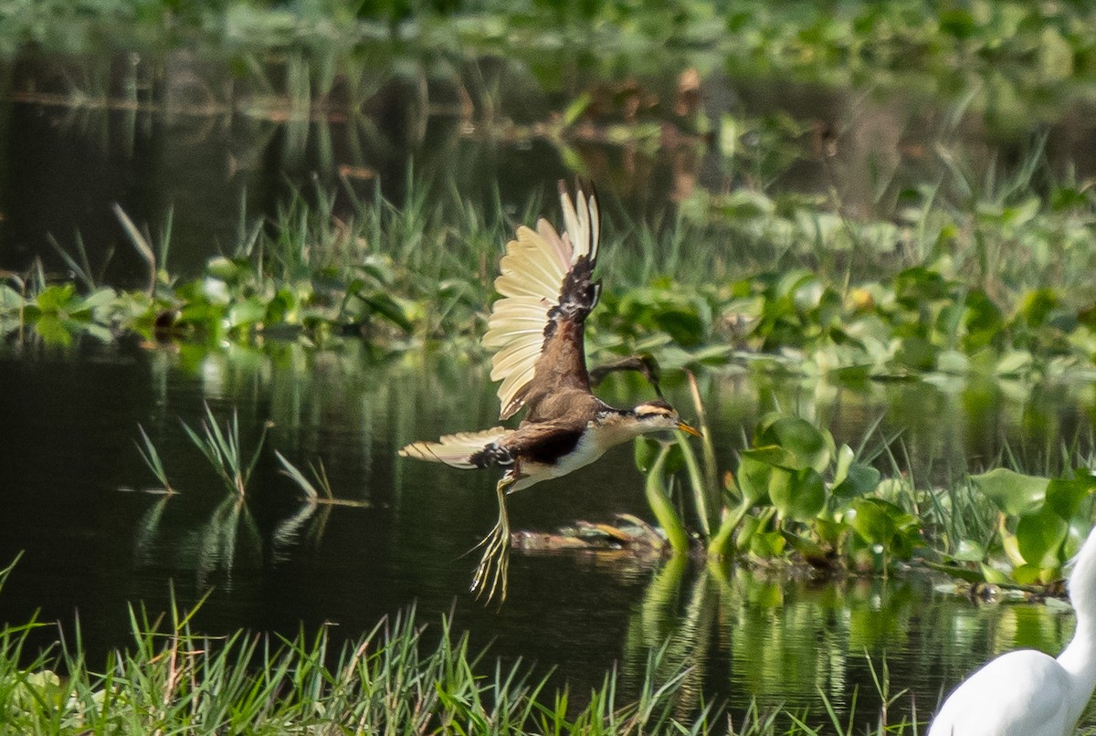 Northern Jacana - ML646314907