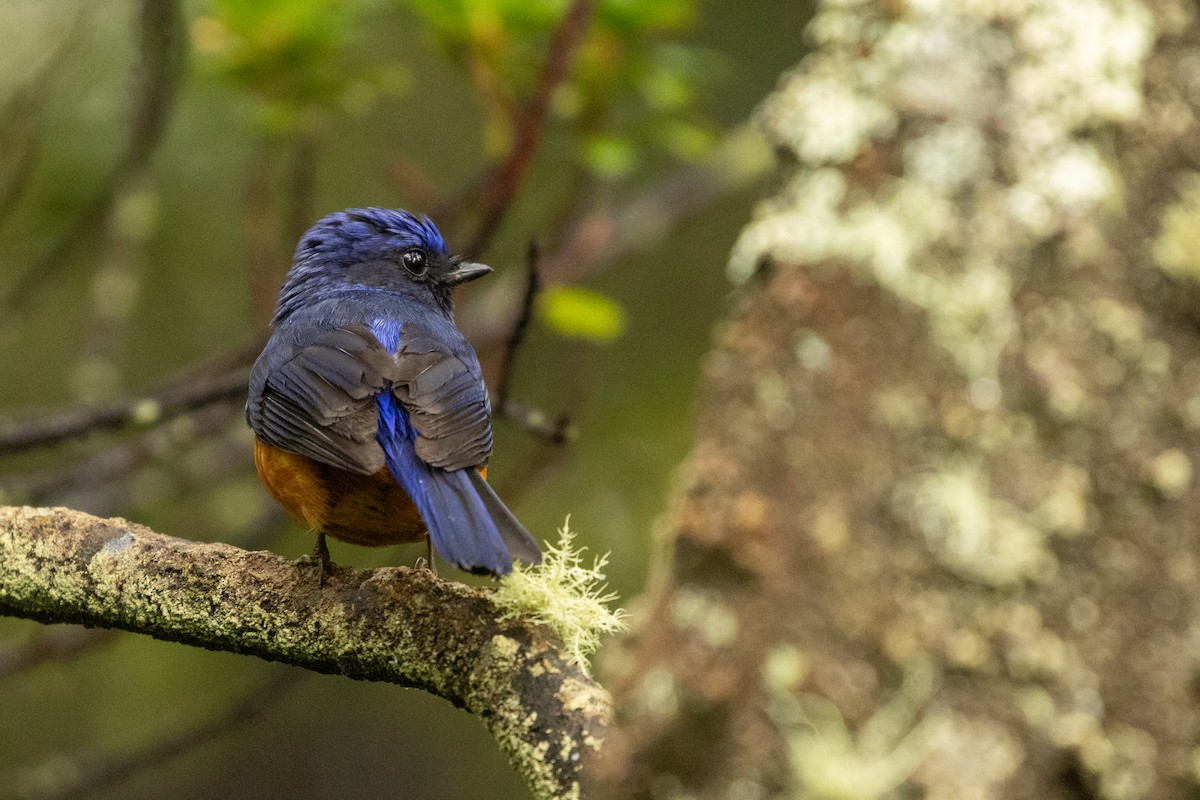 Rufous-vented Niltava - ML646314909