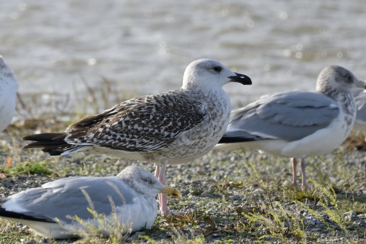 Great Black-backed Gull - ML646314911