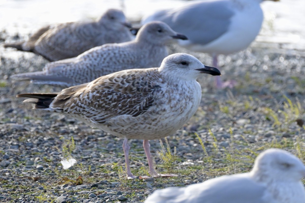 Great Black-backed Gull - ML646314912