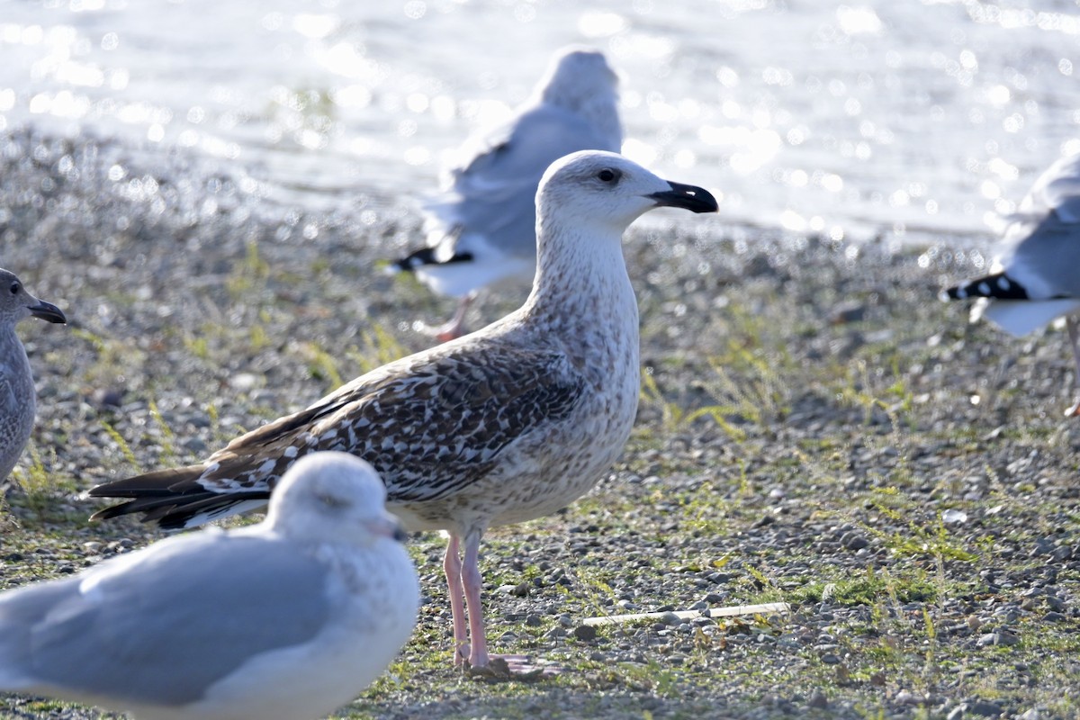 Great Black-backed Gull - ML646314913