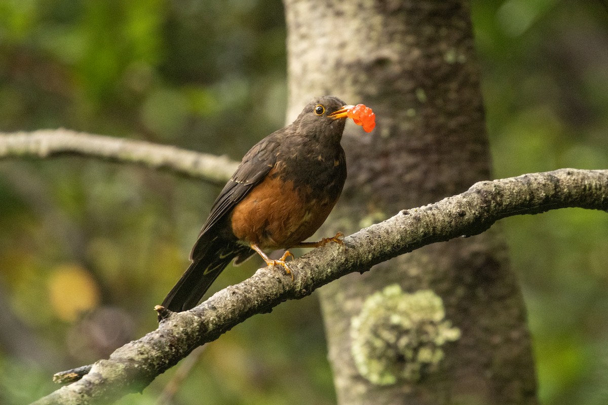 drozd velkosundský (ssp. indrapurae) - ML646314917