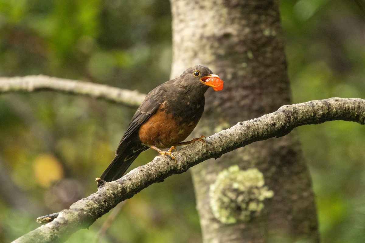 drozd velkosundský (ssp. indrapurae) - ML646314919