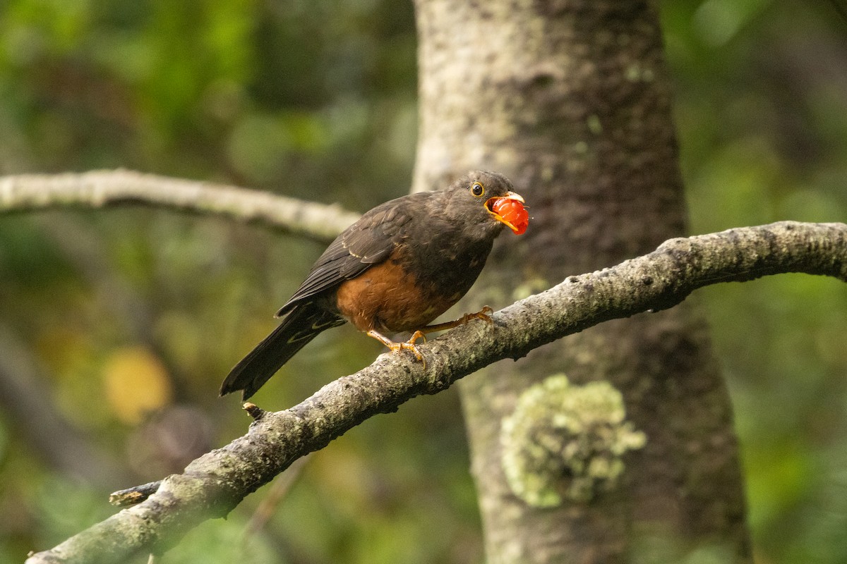 drozd velkosundský (ssp. indrapurae) - ML646314920