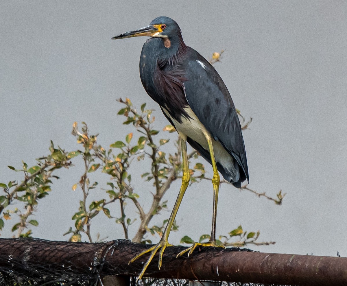 Tricolored Heron - ML646314921
