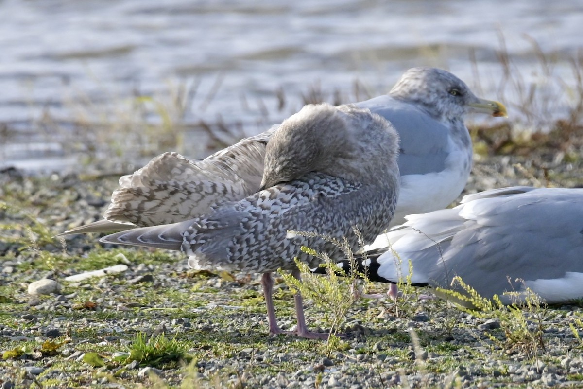 Iceland Gull - ML646314922