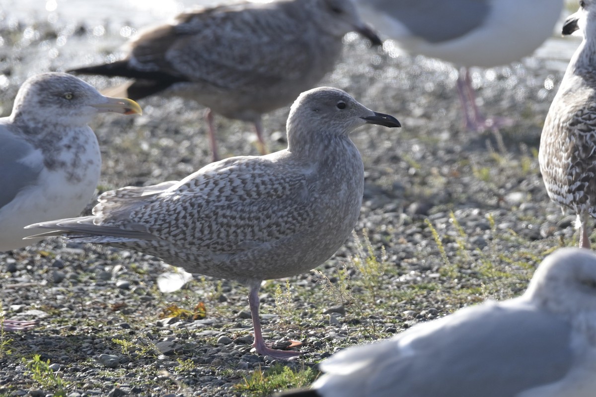 Iceland Gull - ML646314923
