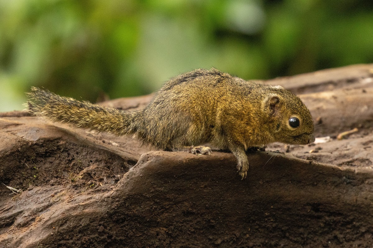 Lowland Slender Squirrel - ML646314925