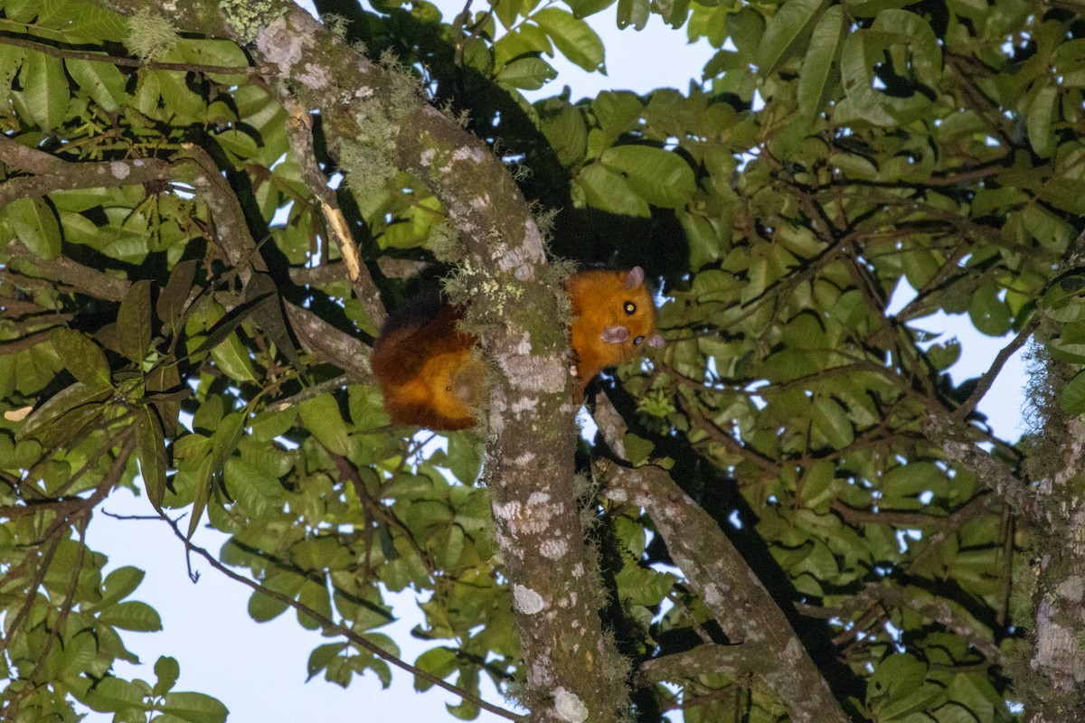 Red Giant Flying Squirrel - ML646314926