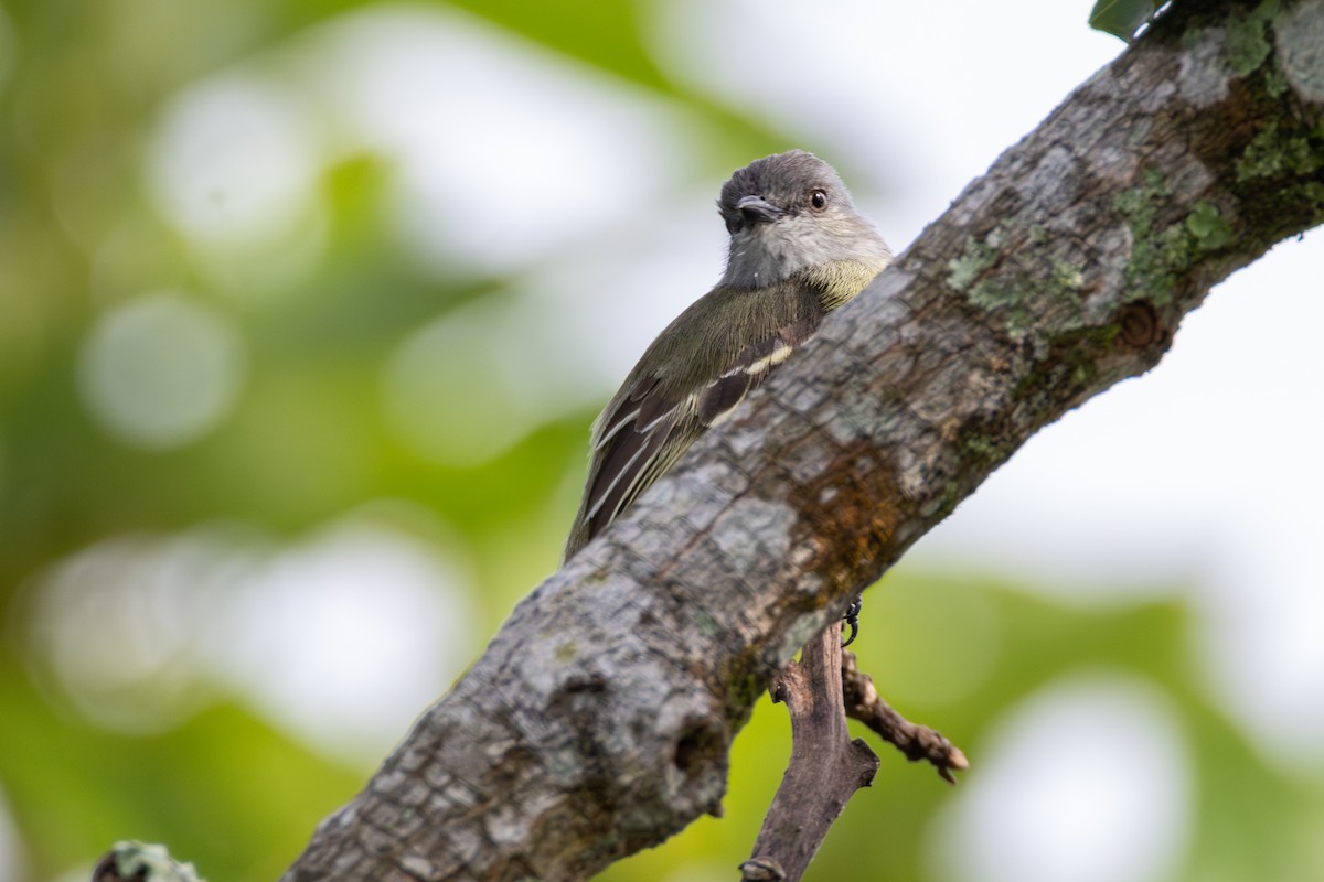 Yellow-crowned Tyrannulet - ML646314927