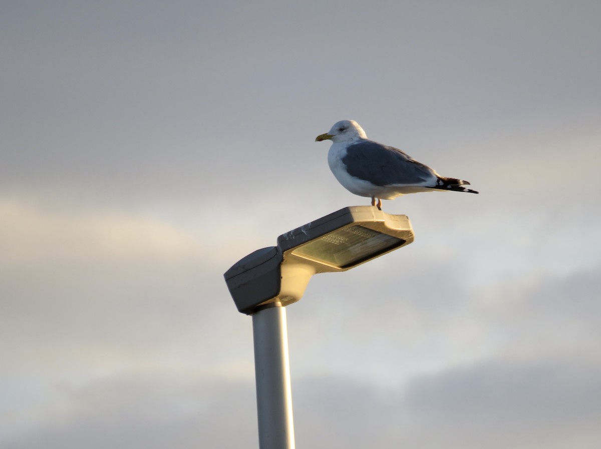 Slaty-backed Gull - ML646314928