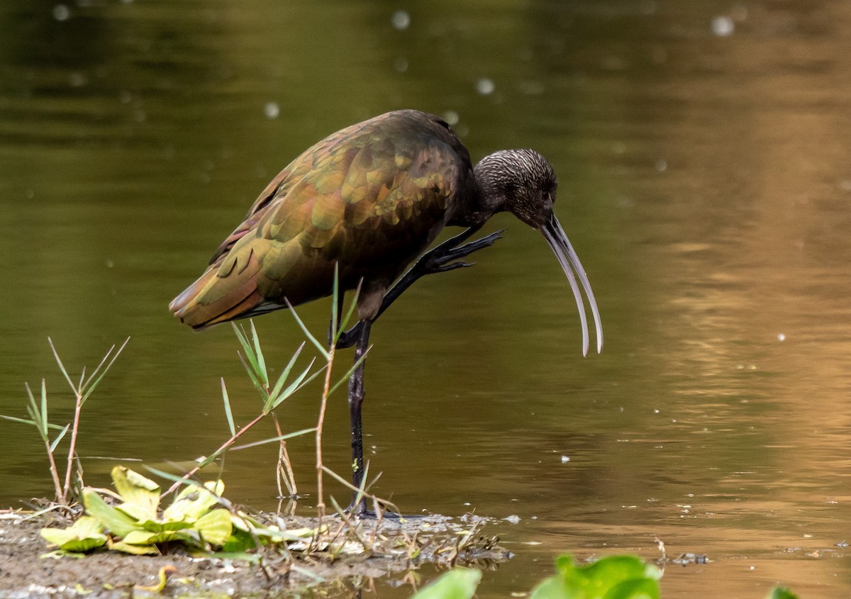 White-faced Ibis - ML646314930