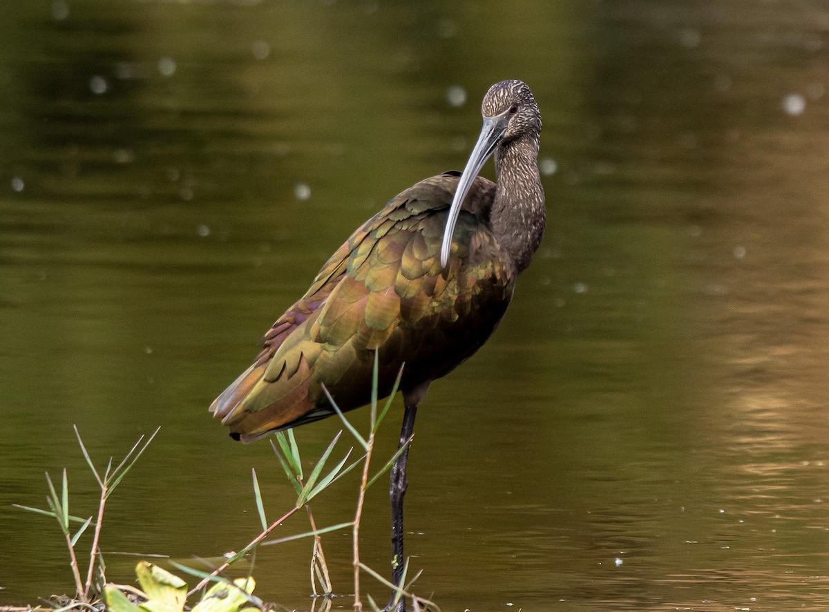 White-faced Ibis - ML646314931