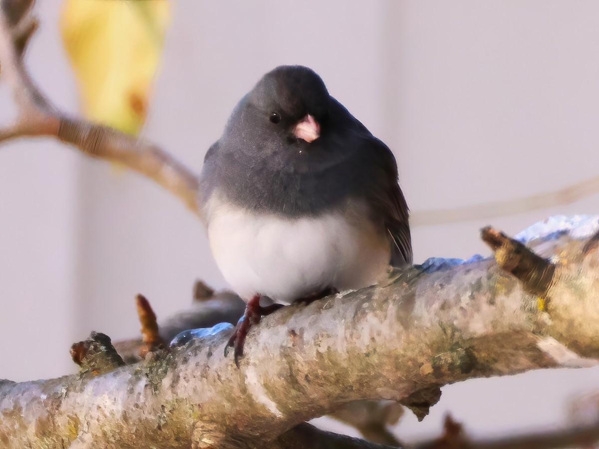 Dark-eyed Junco - ML646314933