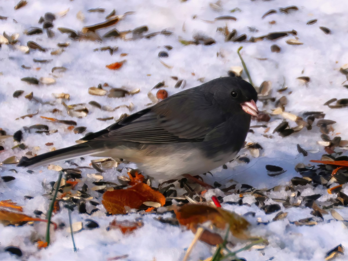 Dark-eyed Junco - ML646314935