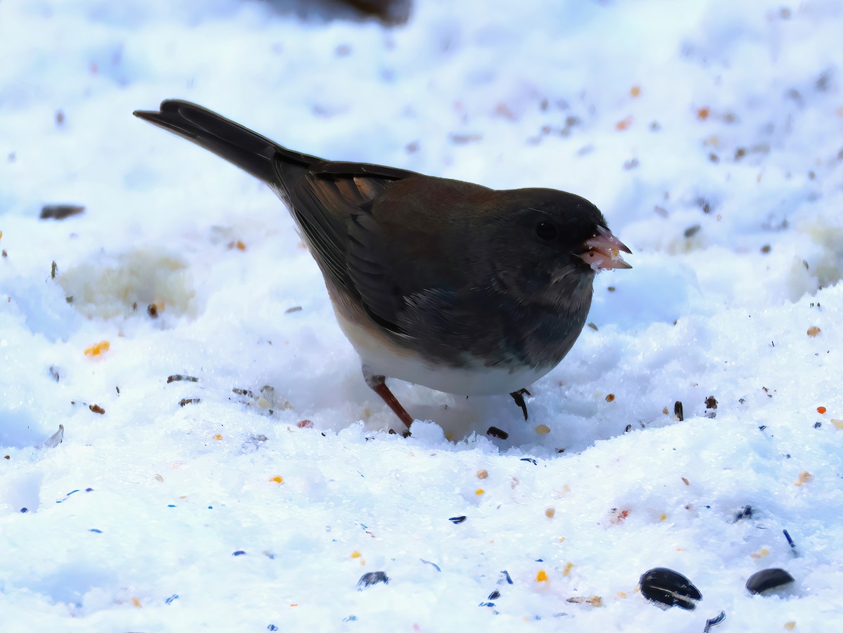 Dark-eyed Junco - ML646314936