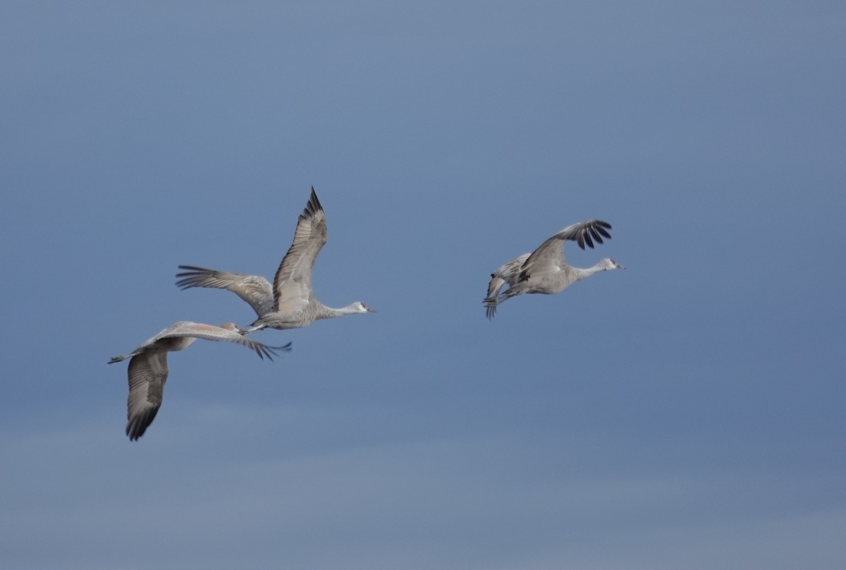 Sandhill Crane - ML646314938