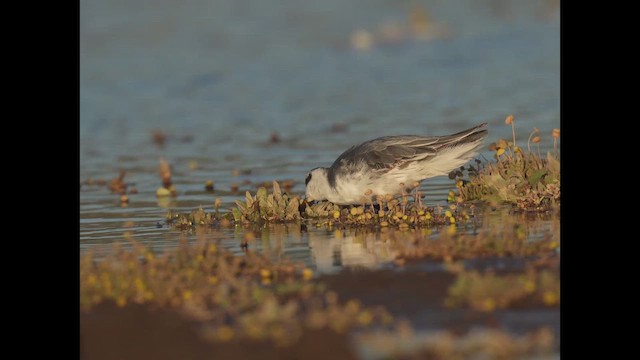 Mendebal-txori mokolodia - ML646314944