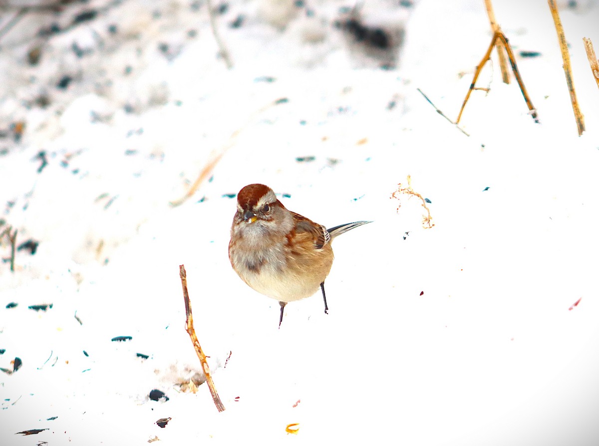 American Tree Sparrow - ML646314945