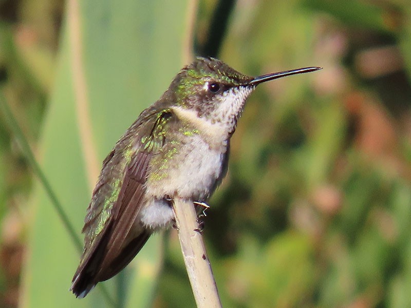 Ruby-throated Hummingbird - ML646314947