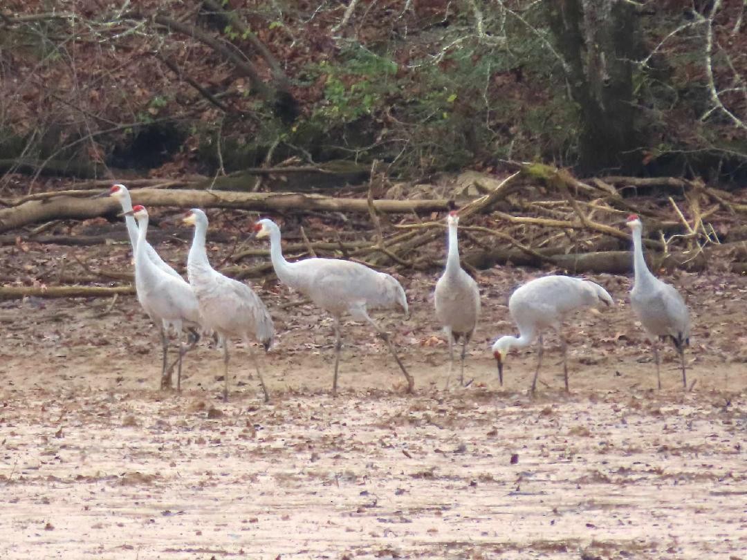 Sandhill Crane - ML646314948