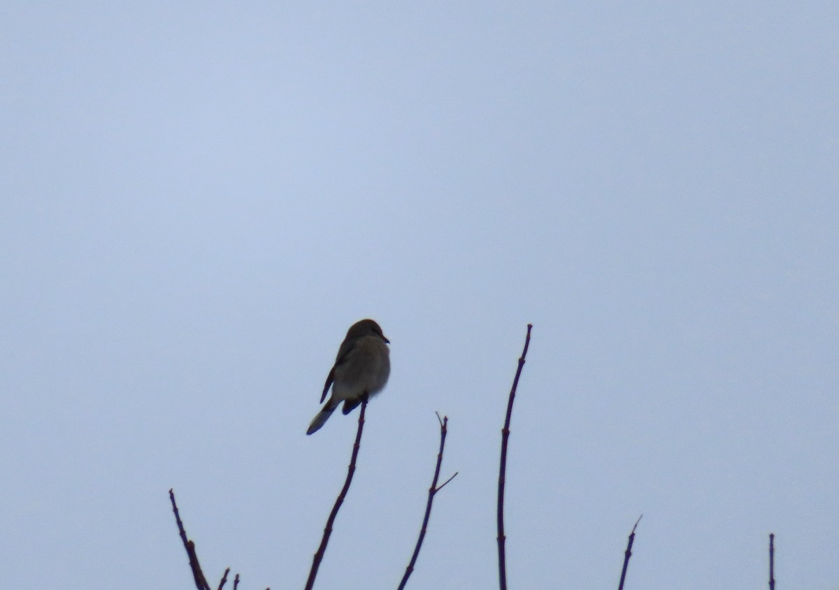 Alcaudón Boreal - ML646314949