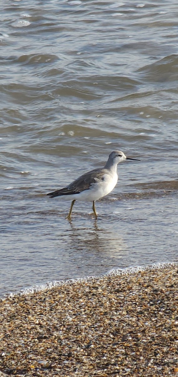 Wilsonwassertreter - ML646314950