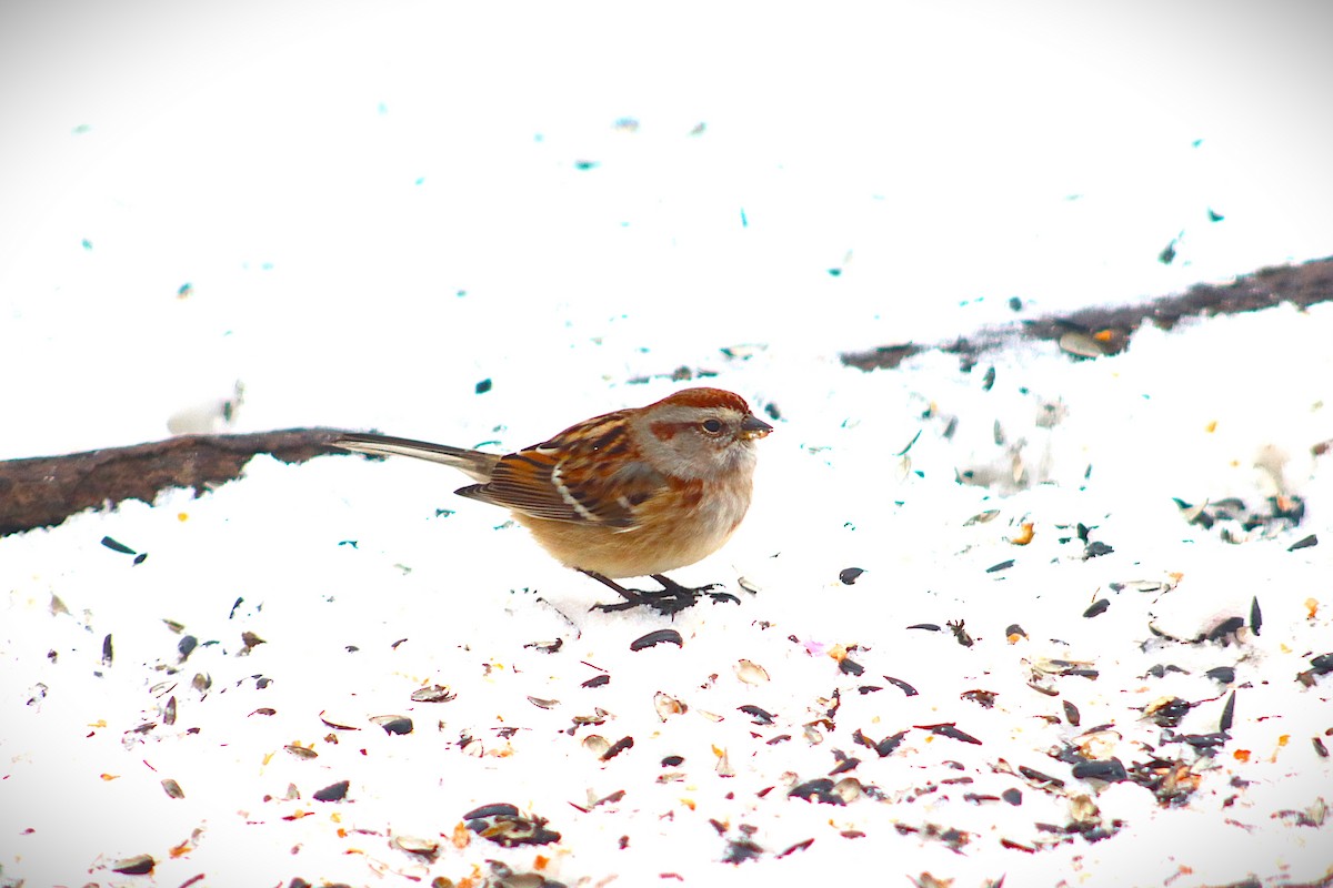 American Tree Sparrow - ML646314952