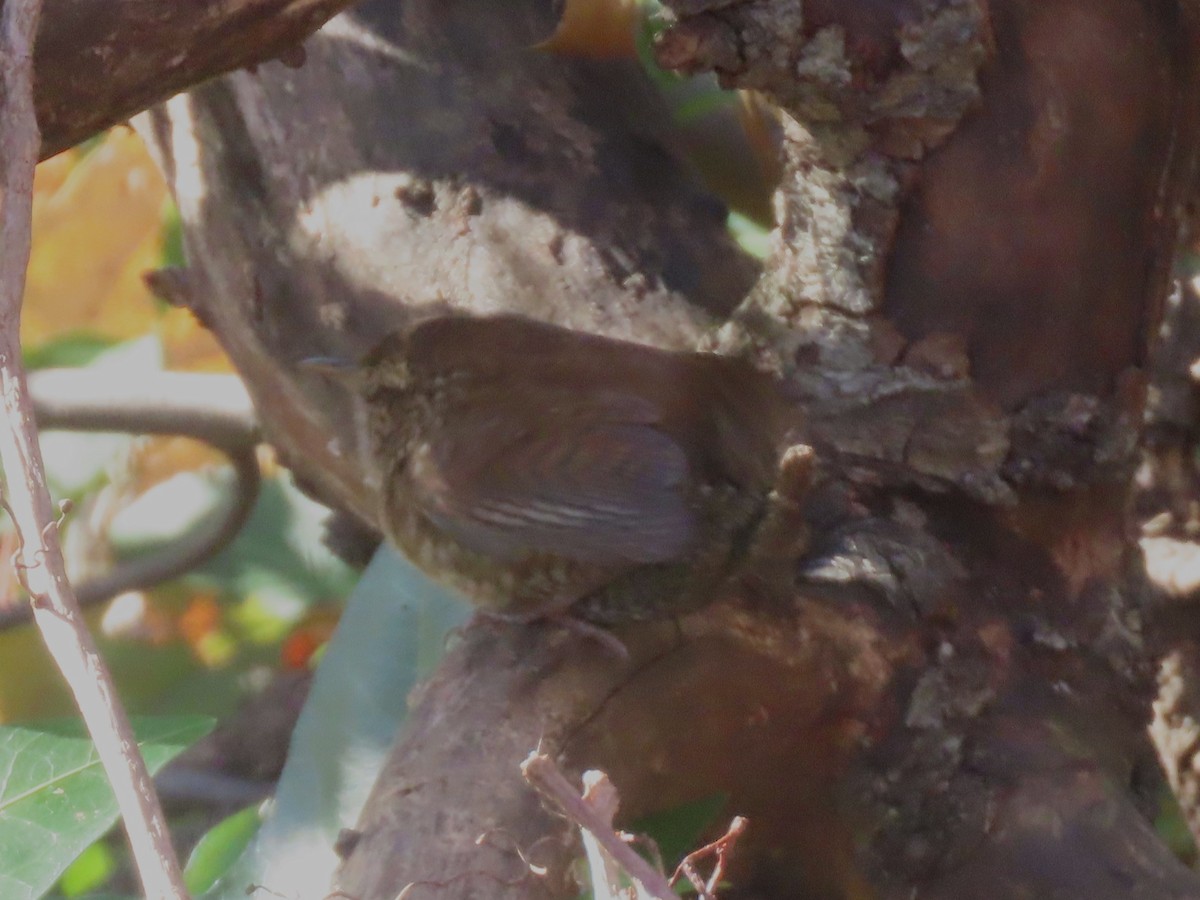 フユミソサザイ - ML646314953