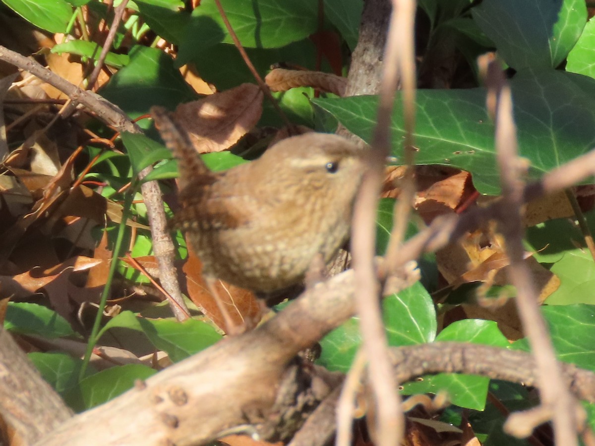 フユミソサザイ - ML646314954