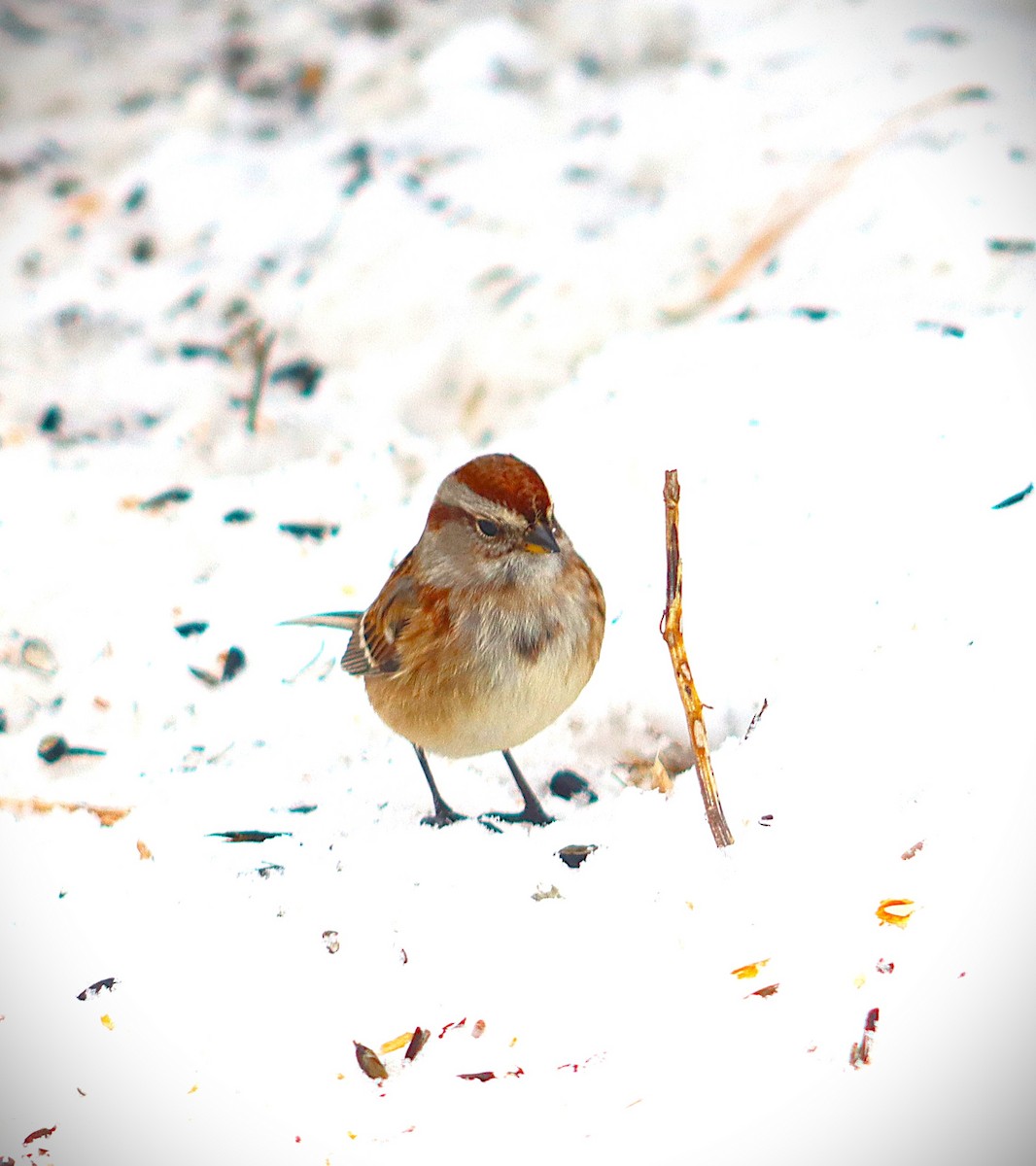 American Tree Sparrow - ML646314955