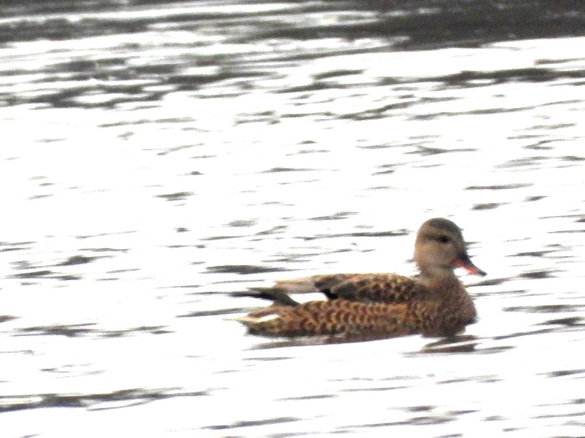 オカヨシガモ - ML646314957