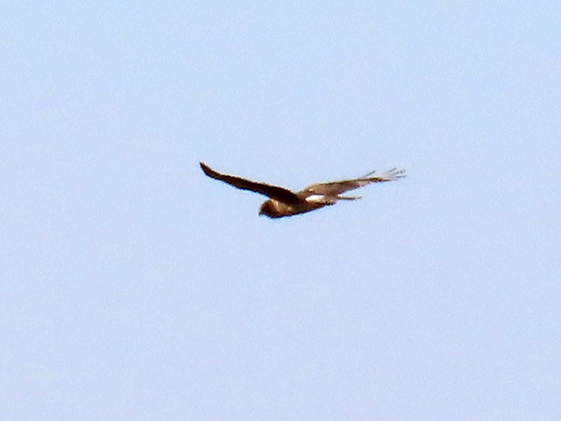 Northern Harrier - ML646314958